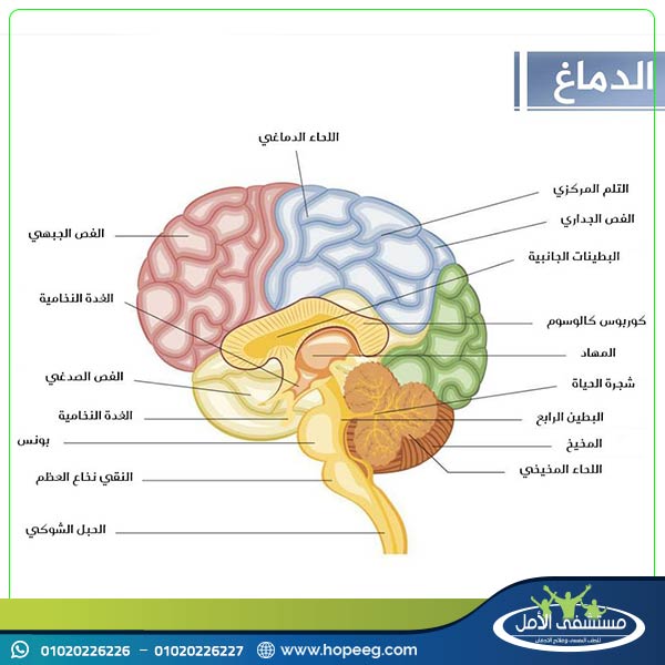 تأثير المخدرات علي الجهاز العصبي والمخ ؟ 1417929159