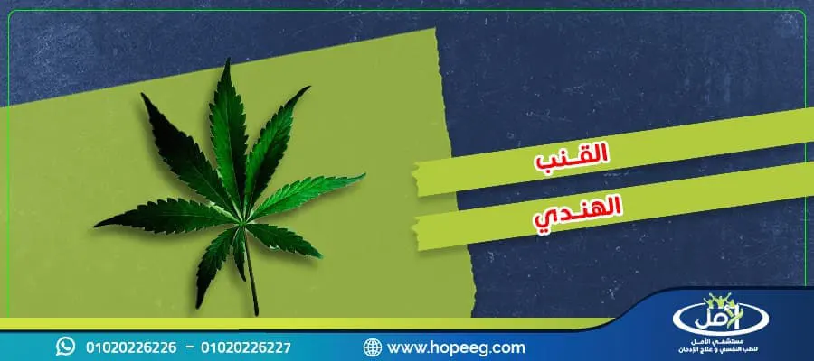 أسرار هامة حول القنب الهندي و7 تأثيرات حوله وكيف تتخلص من ادمانه؟