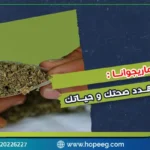 أضرار الماريجوانا 10 مخاطر خطيرة تهدد صحتك وحياتك